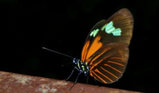 butterfly orange.jpg