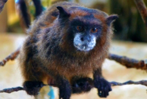 Marmoset monkey